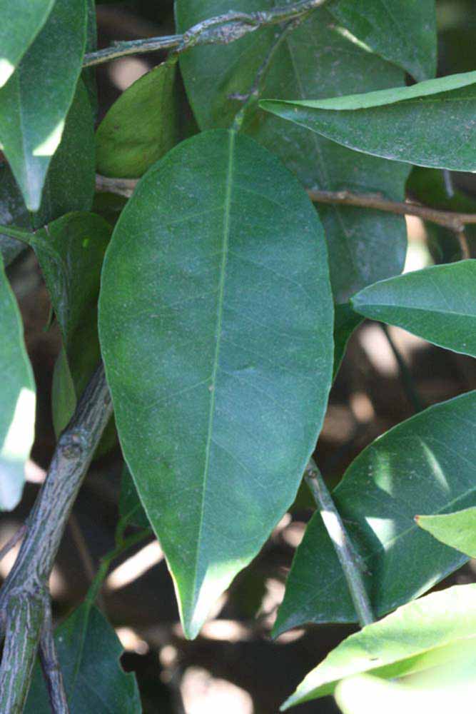              Unifoliolate leaf (Riverside, CA)       